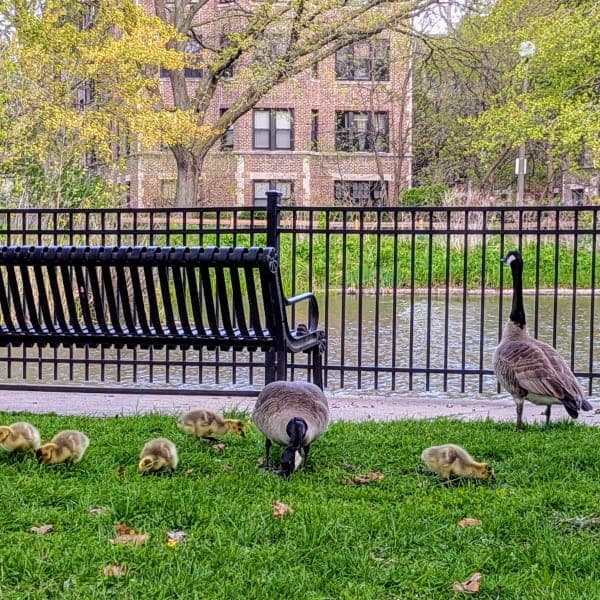 Experience iconic city life with lakefront parks, world-class museums, and vibrant neighborhood adventures.